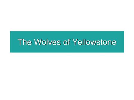 The Wolves of Yellowstone