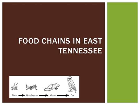 Food Chains in East Tennessee