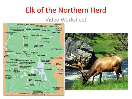 Elk of the Northern Herd