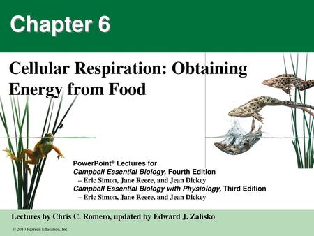 Cellular Respiration: Obtaining Energy from Food