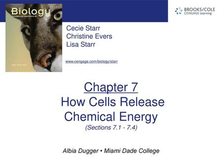 Chapter 7 How Cells Release Chemical Energy (Sections )