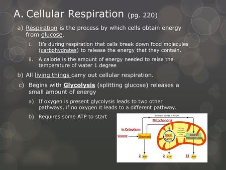 Cellular Respiration (pg. 220)