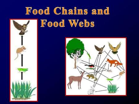 Food Chains and Food Webs.