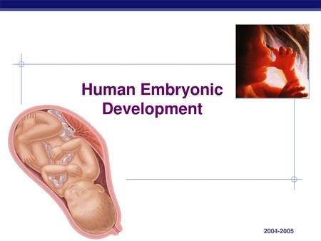 Human Embryonic Development