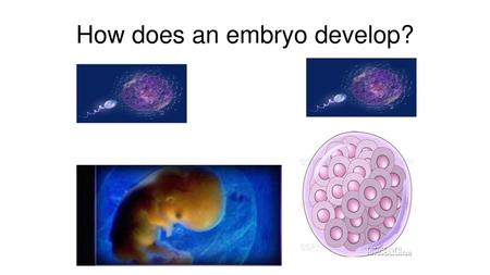 How does an embryo develop?