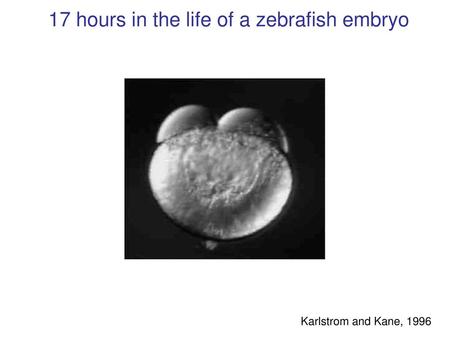 17 hours in the life of a zebrafish embryo