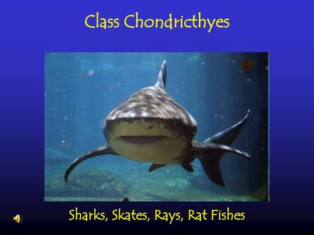 Class Chondricthyes Sharks, Skates, Rays, Rat Fishes.