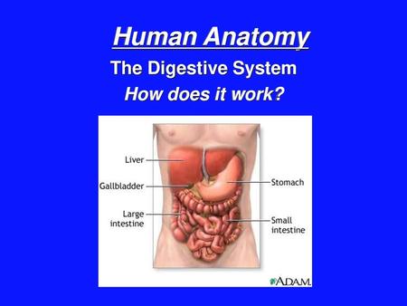 The Digestive System How does it work?