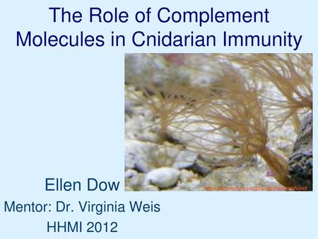 The Role of Complement Molecules in Cnidarian Immunity