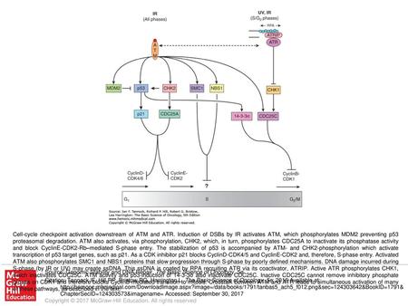 Cell-cycle checkpoint activation downstream of ATM and ATR