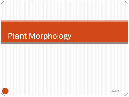 Plant Morphology 12/2/ Content Morphology and microscopy of the root Morphology and microscopy of the stem Morphology and microscopy of the leaf.