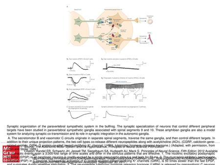 C. The consequences of synaptic integration in ganglia 9 and 10 can be studied by selectively stimulating preganglionic inputs to B or C neurons and observing.