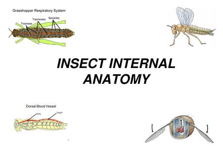 INSECT INTERNAL ANATOMY