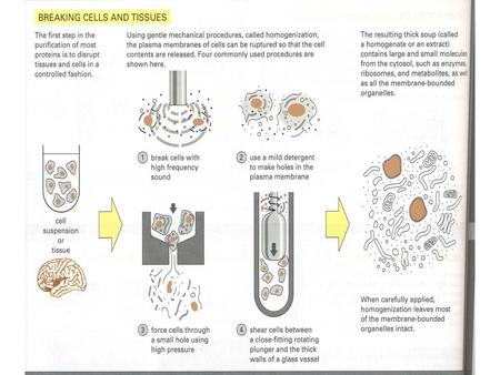 Protocol: Isolation of proteins Determination of protein concentration