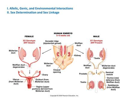 I. Allelic, Genic, and Environmental Interactions