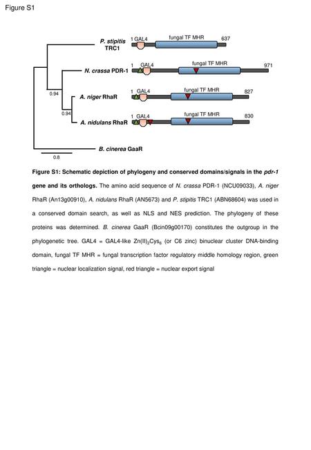 Figure S1 P. stipitis TRC1 N. crassa PDR-1 A. niger RhaR