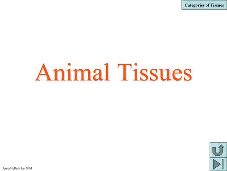 Animal Tissues Jenna Hellack Jan 2001.