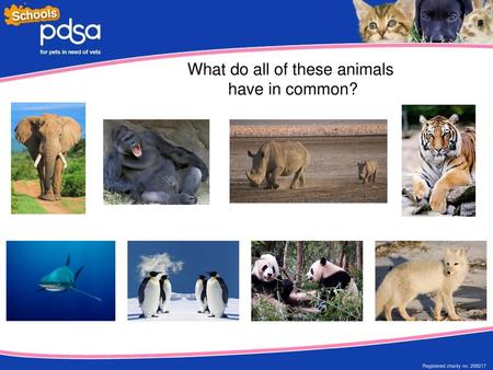 What do all of these animals