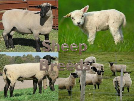 Sheep Breeds.