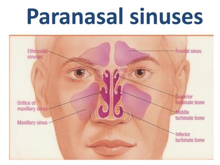 Paranasal sinuses.