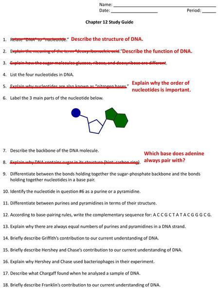 Describe the structure of DNA.