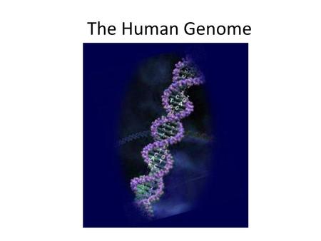 The Human Genome.