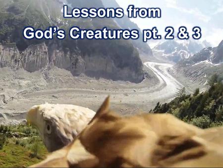 Lessons from God’s Creatures pt. 2 & 3