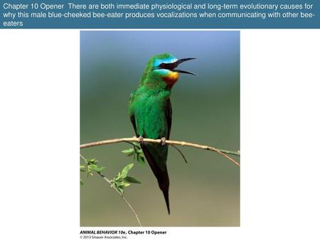 Chapter 10 Opener There are both immediate physiological and long-term evolutionary causes for why this male blue-cheeked bee-eater produces vocalizations.