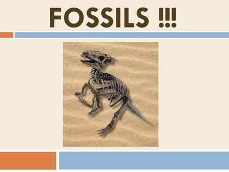 FOSSILS !!!.