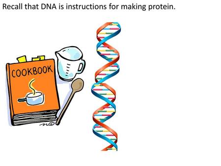 Recall that DNA is instructions for making protein.