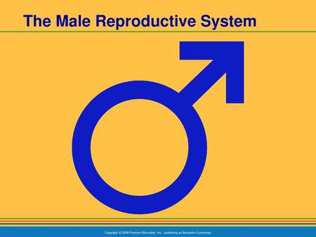 The Male Reproductive System