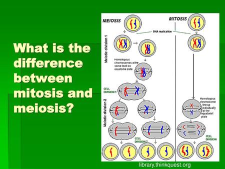 What is the difference between mitosis and meiosis?