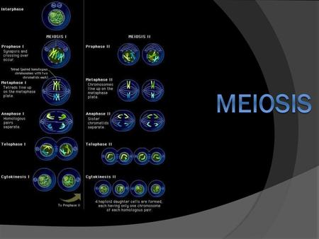 Meiosis.