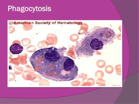 Phagocytosis.