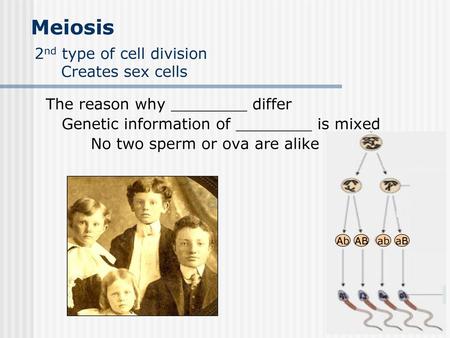 2nd type of cell division Creates sex cells