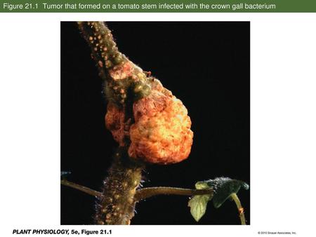 Figure 21.1 Tumor that formed on a tomato stem infected with the crown gall bacterium PP5e-Fig-21-01-0.jpg.