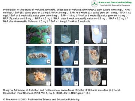 Photo plate. In-vitro study of Withania somnifera