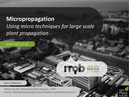 Micropropagation Using micro techniques for large scale plant propagation Sara Tedesco “Plants for Life” International PhD Program – 2017 (course “Plant.