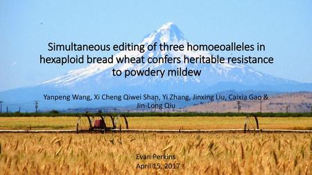 Simultaneous editing of three homoeoalleles in hexaploid bread wheat confers heritable resistance to powdery mildew Yanpeng Wang, Xi Cheng Qiwei Shan,