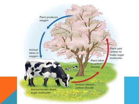 What is Cellular Respiration?