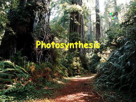 Photosynthesis.