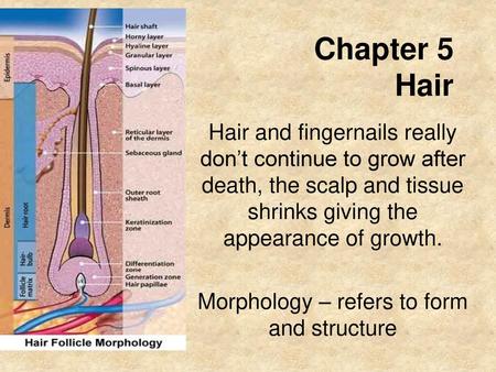 Morphology – refers to form and structure