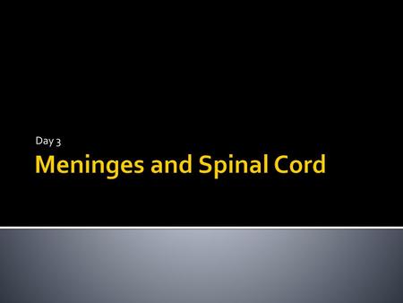 Meninges and Spinal Cord