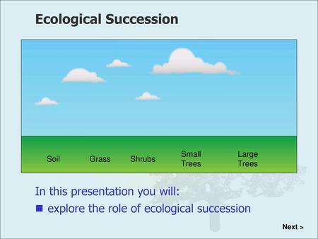 Ecological Succession