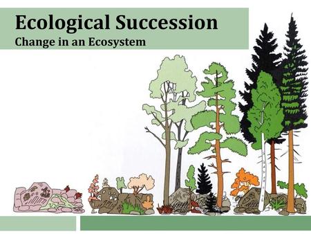 Ecological Succession Change in an Ecosystem