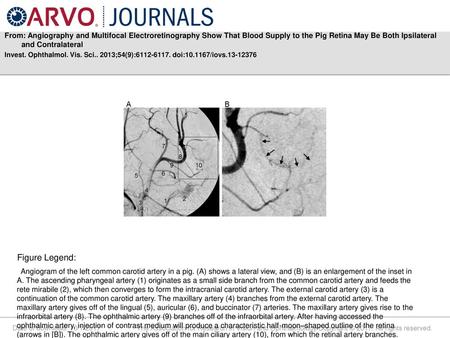 From: Angiography and Multifocal Electroretinography Show That Blood Supply to the Pig Retina May Be Both Ipsilateral and Contralateral Invest. Ophthalmol.