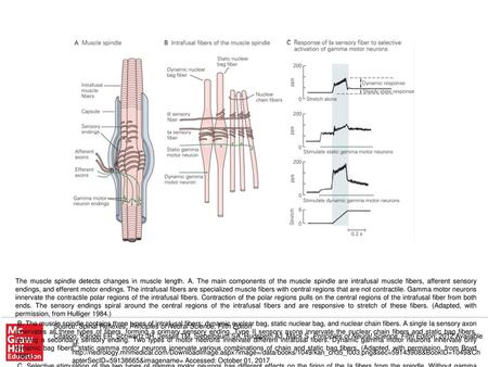 C. Selective stimulation of the two types of gamma motor neurons has different effects on the firing of the Ia fibers from the spindle. Without gamma stimulation.