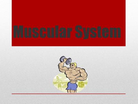 Muscular System.