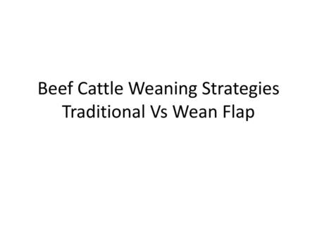 Beef Cattle Weaning Strategies Traditional Vs Wean Flap