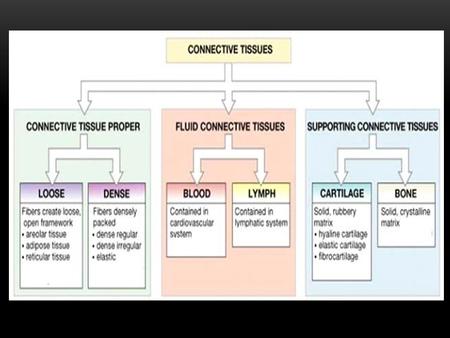 Connective Tissue -It binds body structures together or provide a framework for the body. - It Supports, binds, and separates specialized structures of.